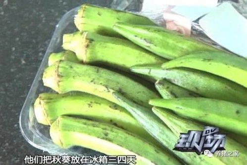 51黑瓜吃料网入口
