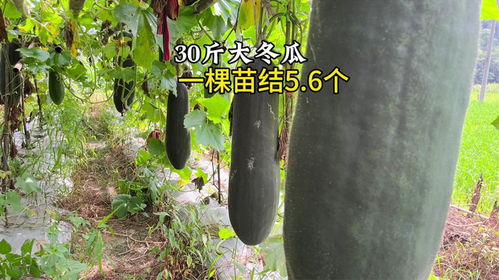 我要结大瓜，揭秘娱乐圈惊天秘密！