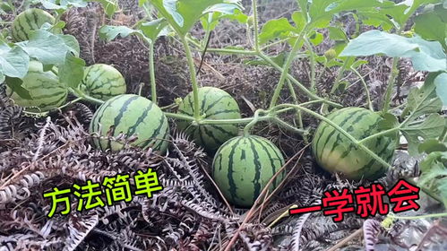 我要结大瓜，揭秘娱乐圈惊天秘密！