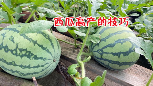 我要结大瓜，揭秘娱乐圈惊天秘密！