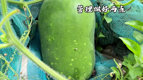 我要结大瓜，揭秘娱乐圈惊天秘密！