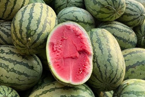 探索629黑瓜吃料网——您的美食探索之旅从这里开始